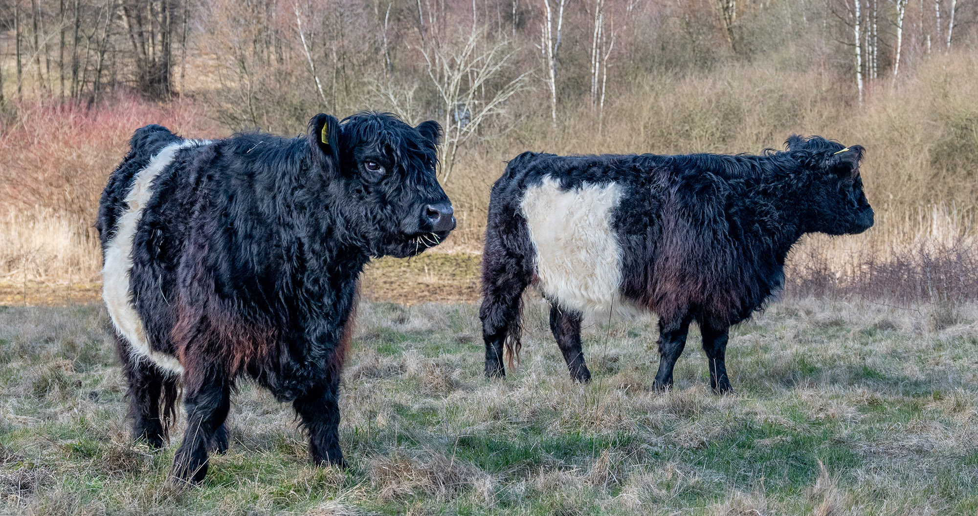Galloway-kvæg i Høje Gladsaxe Park