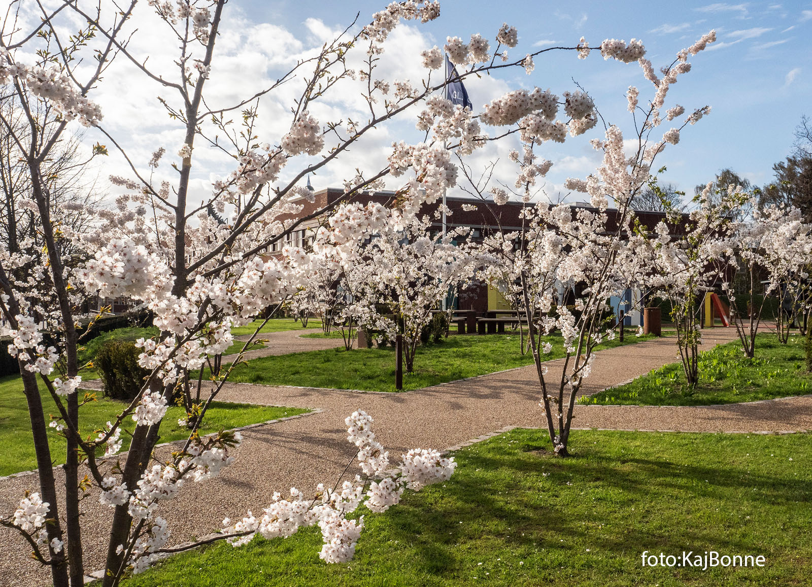 Kirsebærtræerne i Bibliotekshaven blomstrer