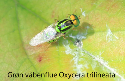  grøn våbenflue Oxycera trilineata