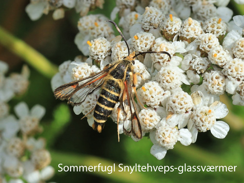 sommerfugl Snyltehveps-glassværmeren Bembecia ichneumoniformiser